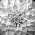 dahlia